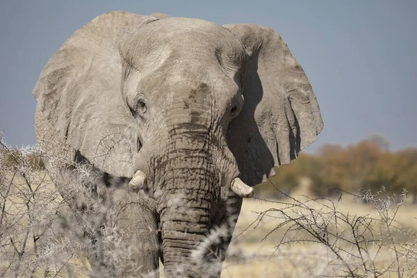 Elefanten Aus Nächster Nähe Etosha Nationalpark — Stockfoto