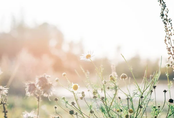 Wilde Madeliefjes Een Veld Van Wilde Bloemen Bij Zonsondergang — Stockfoto