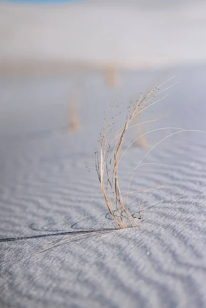Grass pokes through sand, White Sands New Mexico
