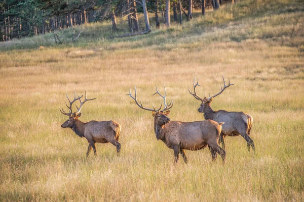 Elks Grazing Field — Stock Photo, Image