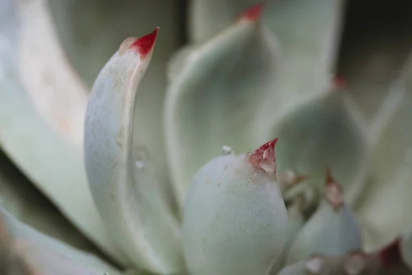 Vista Ravvicinata Del Petalo Succulento — Foto Stock