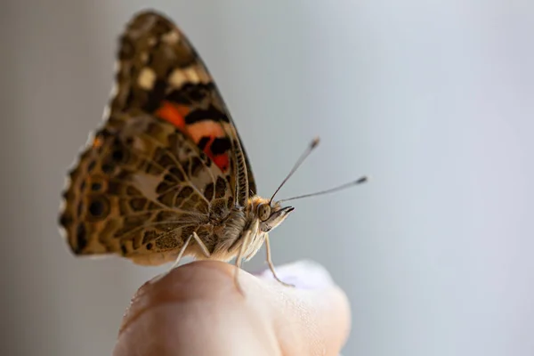 蝴蝶坐在有白色背景的手指上 — 图库照片