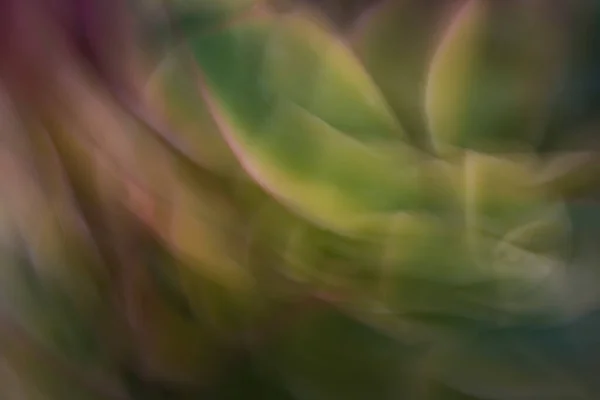 Closeup Abstrak Succulent — Stok Foto