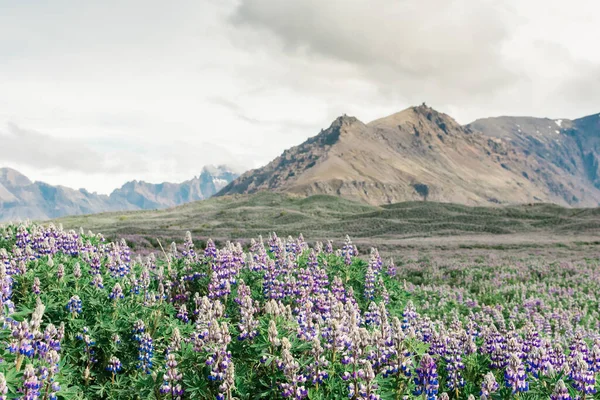 Lupina Púrpura Flores Silvestres Montañas — Foto de Stock