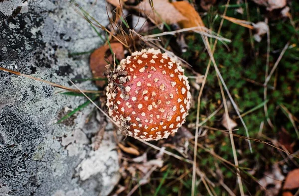 Sonbaharda bir ormanda Agaric mantarı uçur