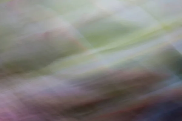 Closeup Abstrak Succulent — Stok Foto