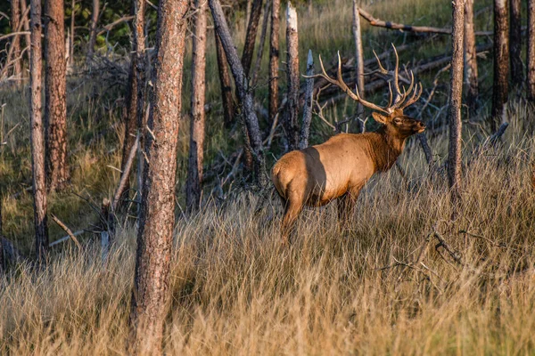 Elks 필드에 — 스톡 사진