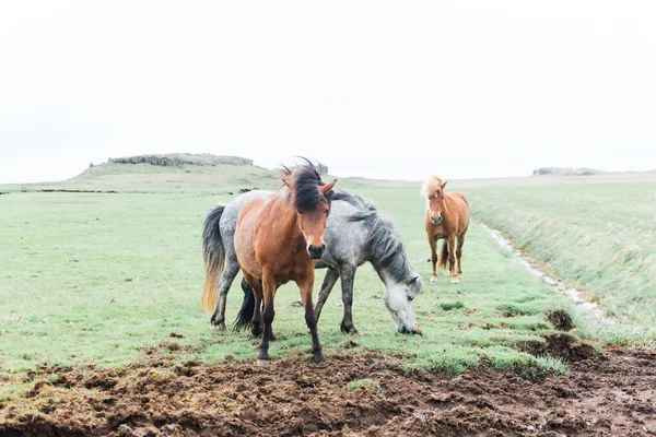 Sights Iceland Roadtrip Horses — Stock Photo, Image