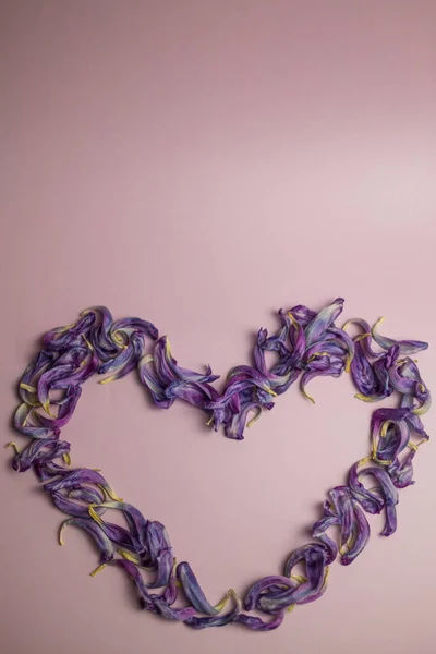 紫色のチューリップの花びらの心 — ストック写真