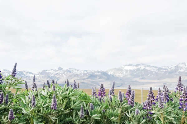 Zabytki Islandii Wycieczka Lupines Wildflowers — Zdjęcie stockowe