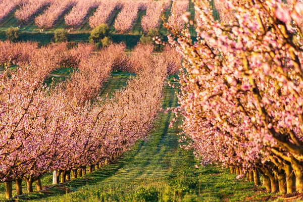 Kilátás Rózsaszín Őszibarack Fák Virágzik Fehér Rózsaszín Finom Virágok Rózsaszín — Stock Fotó