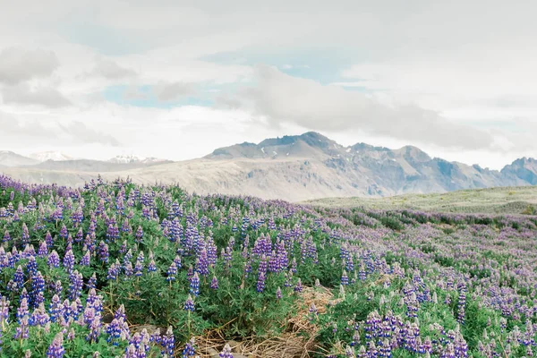 Lugares Interés Islandia Viaje Por Carretera Purple Wildflowers — Foto de Stock