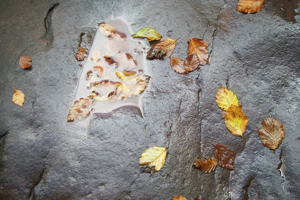 Folhas Caídas Uma Rocha Molhada Nos Pirinéus Franceses — Fotografia de Stock