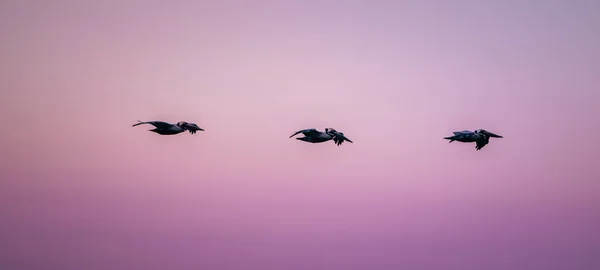 空を飛ぶ鳥 ペリカンマイアミフロリダ — ストック写真