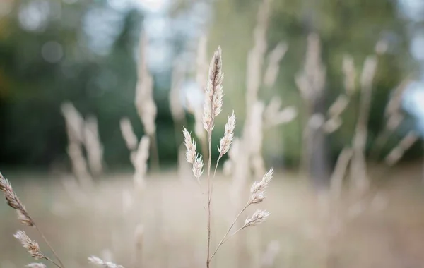 Gras Een Veld Van Wilde Bloemen Bij Zonsondergang — Stockfoto