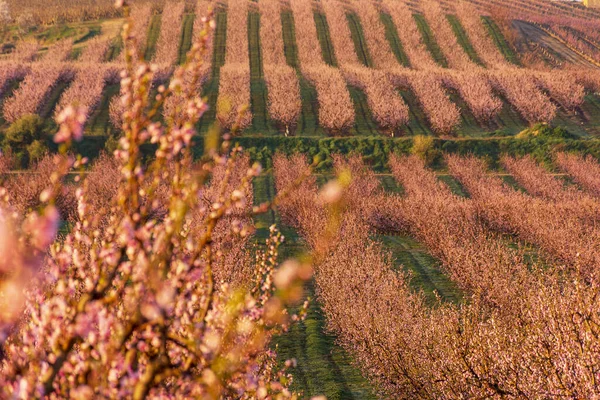 Blick Auf Rosa Pfirsichbäume Blüte Weiße Und Rosa Zarte Blüten — Stockfoto