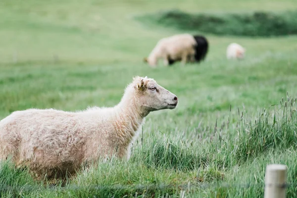 Видіння Ісландії Вівці Узбіччі Дороги — стокове фото