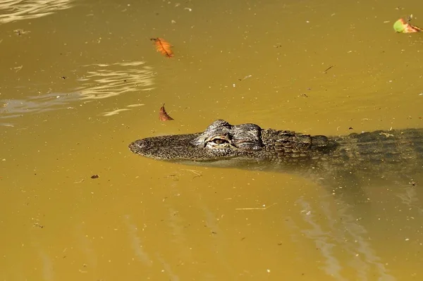 Közelkép Alligator Floridában — Stock Fotó