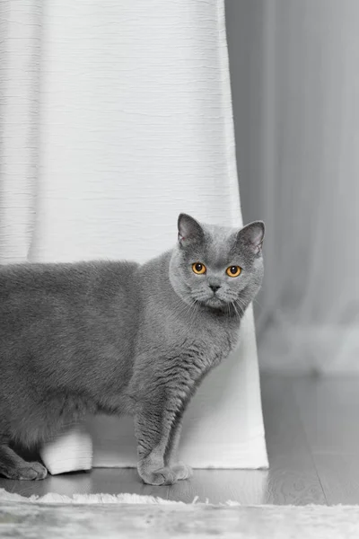 Проста Британська Кішка Сидить Підлозі Дивиться Вперед Коротка Британська Жінка — стокове фото