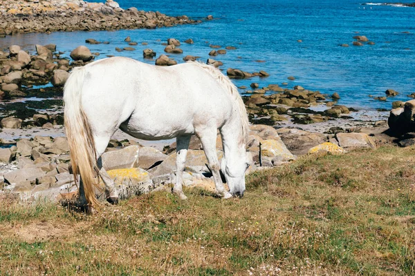 White Horse Grazes Green Meadow Coast Island Batz — Stock Photo, Image