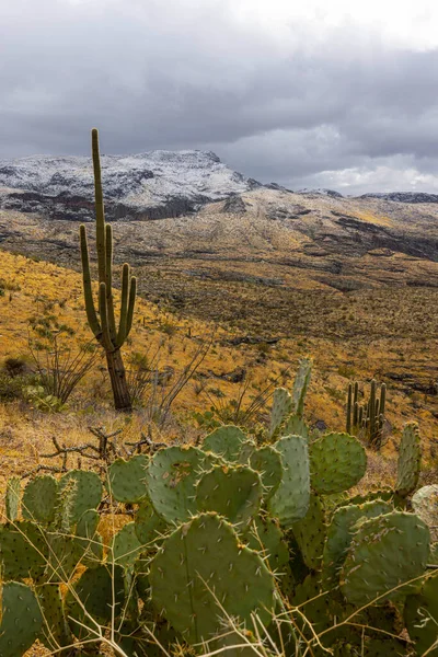 Nieve Entre Plantas Cactus Arizona —  Fotos de Stock