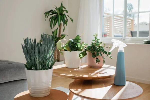 Plantes Maison Sur Une Table Maison Avec Une Belle Lumière — Photo