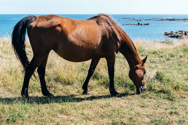 Braunes Pferd Weidet Auf Grüner Weide Küstennähe Auf Der Insel — Stockfoto