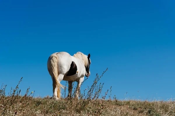 Biały Koń Wypasa Się Zielonej Łące Błękitnym Niebem Wyspie Batz — Zdjęcie stockowe