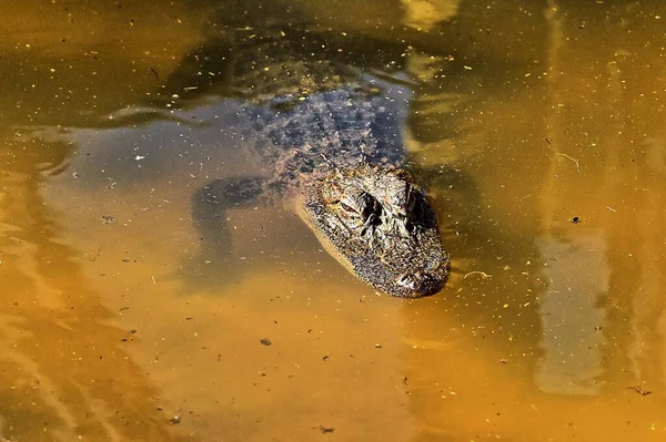 Αλιγάτορας Στο Ποτάμι Φλόριντα — Φωτογραφία Αρχείου