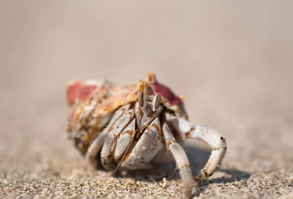 Hermit Crab Beach Egypt — Stock Photo, Image