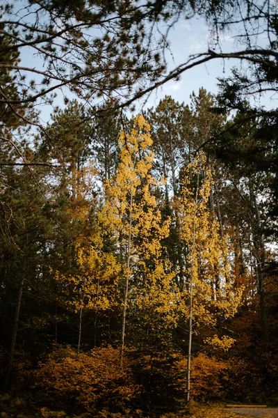 Piękny Jesień Liście Lesie Ontario — Zdjęcie stockowe