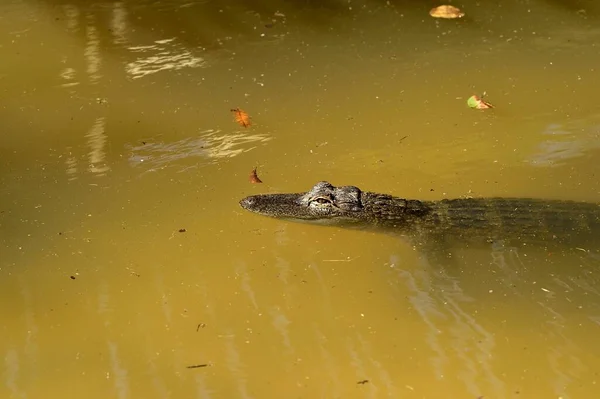 Κοντινό Πλάνο Του Αλιγάτορα Που Κολυμπούσε Στον Ποταμό — Φωτογραφία Αρχείου