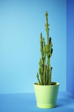 Decorative cactus for home interiors on a blue table.