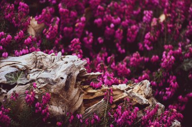 Bahar ormanında pembe çiçekler