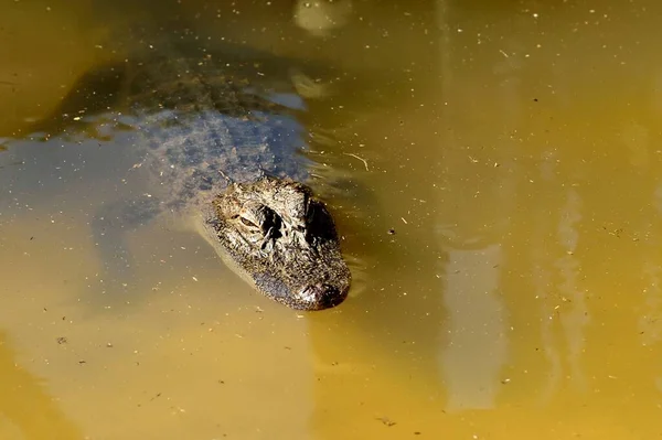 Alligator Schwimmt Fluss — Stockfoto