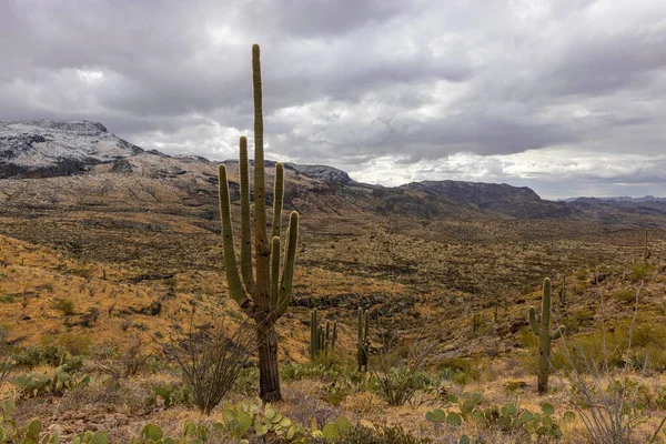 Snow among cactus plants in Arizona