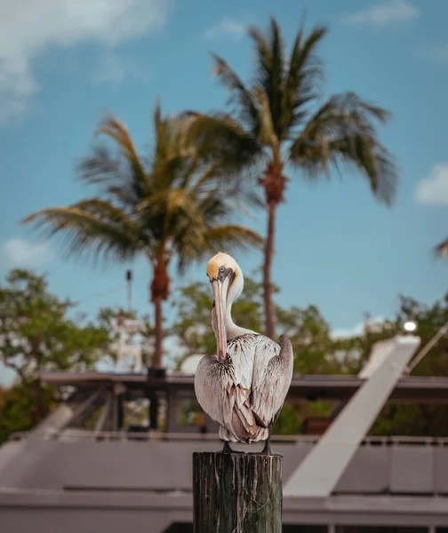 Pelikan Strand Florida Kokosnusshain — Stockfoto
