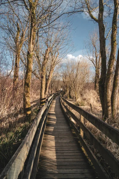 Boardwalk Path Wooded Marshland — Stock Photo, Image