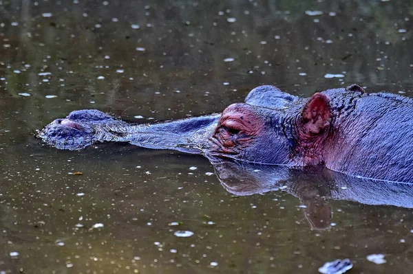 Closeup Του Hippo Στο Νερό — Φωτογραφία Αρχείου