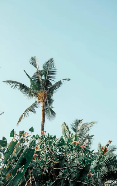 발리에 야자나무 — 스톡 사진