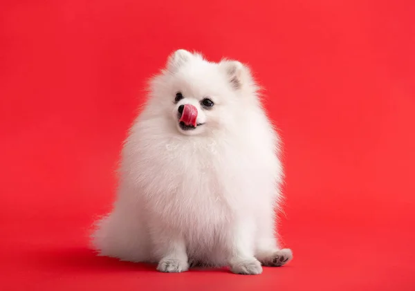 ポメラニアン スピッツのかわいいふわふわの子犬の肖像 小さな笑顔の犬の明るい流行の赤の背景に横たわっている スピッツ彼の唇を舐め — ストック写真