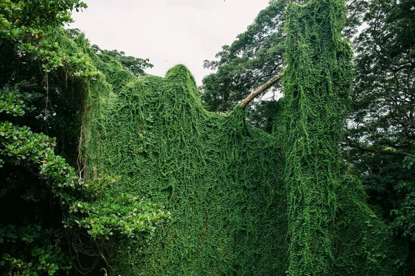 Alberi Verde Nel Parco Forestale Dell Avana Cuba — Foto Stock