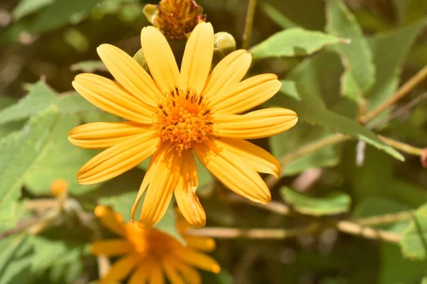 Detailní Záběr Žluté Sedmikrásky Květiny — Stock fotografie