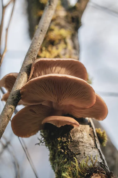 Wild Mushrooms Growing Tree — Stock Photo, Image