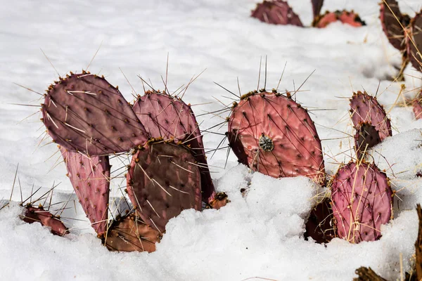 Cactus covered by new snow in Sedona, Arizona.