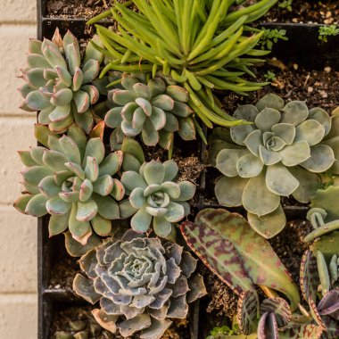 Kare ekicide birlikte büyüyen sulular.