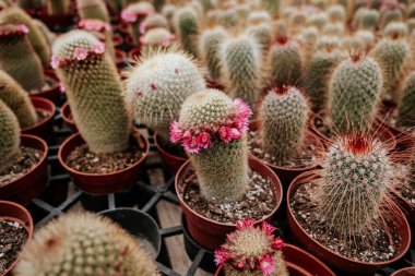 Rafta çiçek açan çeşitli kaktüsler.