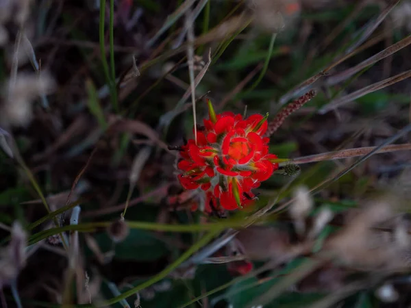Detail Der Roten Küstenblume Umgeben Von Gräsern — Stockfoto