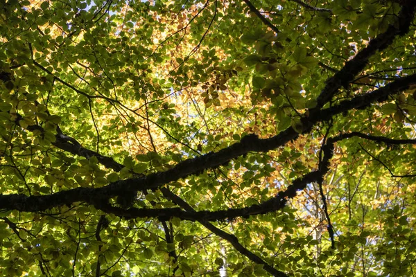 Букові Ліси Національного Парку Абруццо Восени Італія — стокове фото
