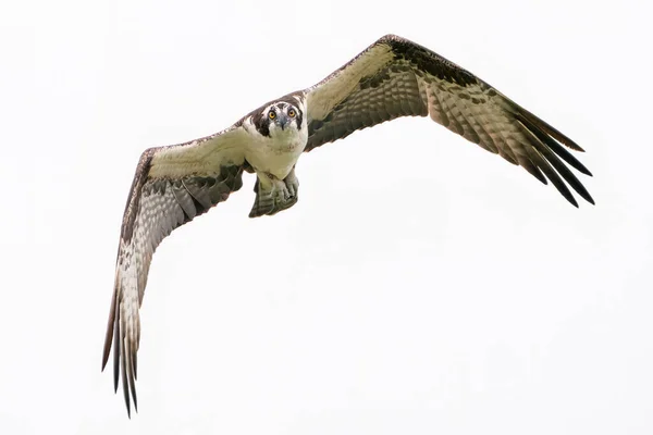 Águila Pescadora Mirando Fotógrafo — Foto de Stock